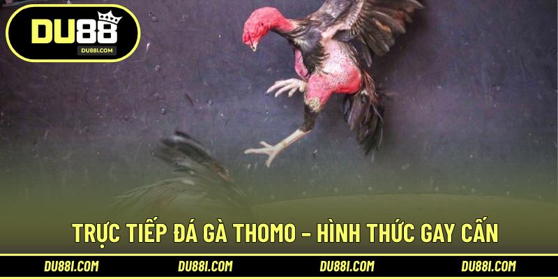 Trực tiếp đá gà Thomo – Hình thức gay cấn