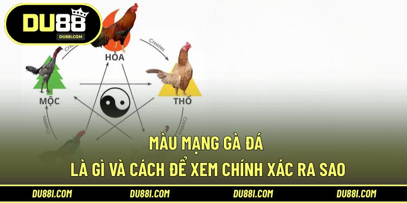 màu mạng gà đá
